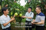 驻村干部在大埔旧寨村柚园了解蜜柚种植情况。 - Meizhou.Cn