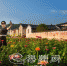 西河镇北塘村的各色百日菊陆续开放，吸引游客前来观赏。（连志城　摄） - Meizhou.Cn