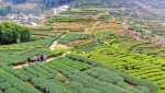 西岩山万亩茶叶产业园 - Meizhou.Cn