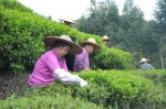 引进台湾企业发展茶叶种植。（钟兴明 摄） - Meizhou.Cn