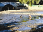 北京一公园施工:观赏鱼遭捕捞 半小时卖七八百斤 - Meizhou.Cn