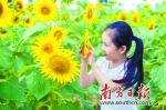 在东莞的百香岛生态农业旅游区，一名小朋友近距离欣赏向日葵。南方日报记者 何建文 摄 - News.Timedg.Com