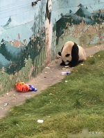 它可能是世界上最惨的熊猫 吃垃圾竟没饲养人员阻止 - News.Ycwb.Com