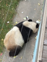 它可能是世界上最惨的熊猫 吃垃圾竟没饲养人员阻止 - News.Ycwb.Com