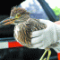 飞进陈先生超市的这只大鸟是一只夜鹭，属于省重点保护动物。 - 新浪广东