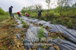 农户在丰顺县埔寨农场青蒿种植基地培育青蒿草。（吴腾江　摄） - Meizhou.Cn