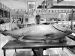 逆天啦！3800元一两的鱼你见过没 温州现715斤巨型金枪鱼 - News.Timedg.Com
