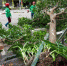 10月18日，海南省琼海市的环卫工人处理被大风连根拔起的大树。2016年第21号台风“莎莉嘉”于当天上午9时50分在海南登陆，登陆时强度为强台风级(14级)。中新社记者 骆云飞 摄 - 新浪广东