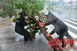 18日，海南琼中城管大队工作人员在风雨中清理被吹倒树木 - News.Ycwb.Com