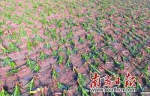 陆丰市博美镇一家庭农场300多亩香蕉树被折断吹毁。 南方日报记者 肖雄 摄 - 新浪广东