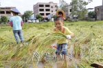 五华县横陂镇红光村，小男孩和大人一起收割倒伏的水稻。（张炳锋　摄） - Meizhou.Cn