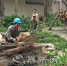 ①园林部门工作人员在梅城梅新路清理被台风吹刮倒伏的路树。（高讯 摄） - Meizhou.Cn