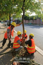 工作人员用支架固定倾斜路树。（高讯　摄） - Meizhou.Cn