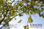 秋季的柠檬色彩，也悄悄爬上了树叶的脉络 - News.Timedg.Com