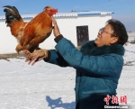 新疆54岁“鸡痴”： 给宠物鸡取名 抱着鸡睡觉 - News.Timedg.Com