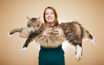 英国缅因猫长119厘米被载入吉尼斯世界纪录（图） - Meizhou.Cn
