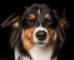 无法拒绝的微笑：摄影师捕捉“禅犬”的幸福瞬间（组图） - News.Timedg.Com