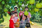 游客在柚园内体验摘柚乐趣。　（吴腾江　摄） - Meizhou.Cn