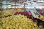 得益于新仓储基地、新设备的投入使用，梅县金柚产业园内的众信水果专业合作社日加工能力达到了50万斤。（ - Meizhou.Cn