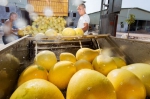 梅县金柚产业园的一家柚子基地内，工人将收购回来的柚子卸车，直接传送到清洗槽。 - Meizhou.Cn