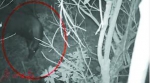 红外相机记录下的鬣羚(红圈内)影像。 - 新浪广东
