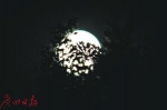穗超级月当空靓爆镜 12月13日还将出现超级月亮(图) - 新浪广东