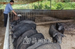 泰农公司饲养员在给黑猪喂食。（连志城　摄） - Meizhou.Cn