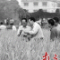 19日，袁隆平（左二）在龙田镇环陂村的稻田里察看水稻情况。新华社发 - 新浪广东