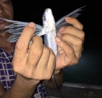 市民捕获怪鱼长有六条腿和蜻蜓翅膀 据称味道鲜美 - News.Ycwb.Com