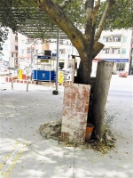 深圳光明现奇葩厕所：闹市区三块板围住一棵树 - 新浪广东
