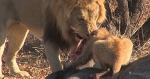 自然生存法则 摄影师镜头下南非野外狮子的残酷演绎 - News.Timedg.Com