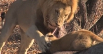 自然生存法则 摄影师镜头下南非野外狮子的残酷演绎 - News.Timedg.Com