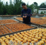 马山村民正在为柿饼“捏心”，让柿饼充分糖化。 - Meizhou.Cn