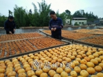 马山村民正在为柿饼“捏心”，让柿饼充分糖化。 - Meizhou.Cn