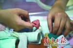 东莞市儿童医院新生儿重症监护中心内，体重仅有0.9公斤的早产宝宝伸出他的小手抓着护士的手。 - News.Timedg.Com
