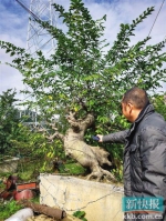 广州货车司机撞断树枝 被要求索赔近90万 - Meizhou.Cn