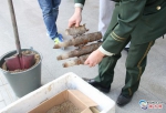 汕头渔民捕鱼打捞到3枚旧炮弹总重6斤 已妥善处理 - 新浪广东