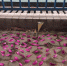 现场摆了心形的紫荆花瓣和花束祭奠 - 新浪广东