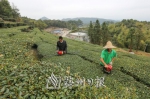 初冬时节，梁志发和弟弟忙着“清园”，好让老茶树来春发新枝。（高讯　摄） - Meizhou.Cn