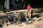 加沙动物园动物被饿死 干尸成为儿童玩具 - News.Ycwb.Com