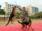 朱弘扬训练警犬的跳跃能力。 - Meizhou.Cn