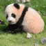 上海动物园大熊猫母子"帼帼""花生"突发重病死亡 - Meizhou.Cn