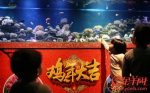 鸡年到广州海洋馆看“鸡”鱼 感受节日欢庆气氛 - News.Ycwb.Com