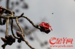 【网络媒体走转改】哇！广州今年的木棉开得如此早如此漂亮 - News.Ycwb.Com