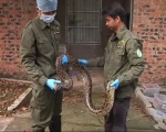 3米长大蟒蛇现身南宁街头 因天气转暖出来觅食 - Meizhou.Cn