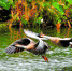 在流花湖公园有不少水禽野鸟自由息栖。 广州日报全媒体记者廖雪明 摄 - 新浪广东