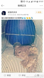 网友称其猫头鹰也没“放过”。 - 新浪广东
