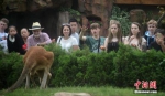 游客正观赏袋鼠。孟德龙 摄 - News.21cn.Com