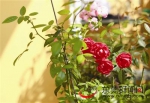 东莞一女士在自家阳台种出了一个花园！过上了小确幸的生活 - News.Timedg.Com