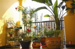 东莞一女士在自家阳台种出了一个花园！过上了小确幸的生活 - News.Timedg.Com